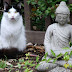 Importanța pisicii în meditație | Poveste de Paulo Coelho