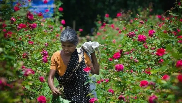 গোলাপ ফুলের বাগানের ছবি - ful baganer pic - rose garden - NeotericIT.com