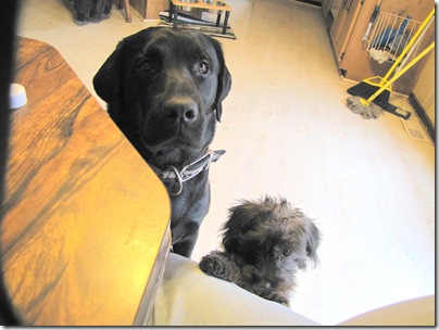 Rigg's&Sadie01-06-11a