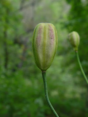 Лилия канадская (Lilium canadense)