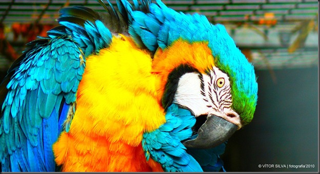 Animais (258)