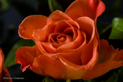 Canon EOS 70D/ EF 100mm f/2.8 Macro USM Lens -  Close-Up / Macro Flowers