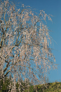 正宗寺近くの桜
