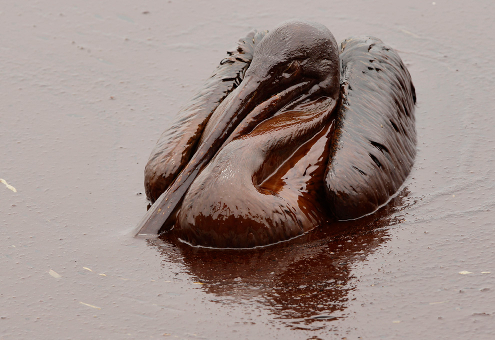 Shocking photos of Animals Caught In BP Oil Spill