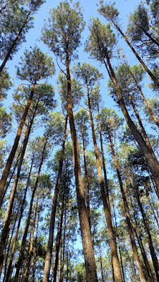 manfaat hutan pinus