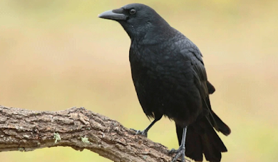crow thirsty crow crow drawing thirsty crow story the thirsty crow story crow sound thirsty crow story in english white crow crow in hindi crow images the thirsty crow crow bar a thirsty crow story the crow thirsty crow story pictures step by step crow bird crow story in english the fox and the crow crow pose miss crow with mr. lizard tamil crow thirsty crow story in english pdf crow story fox and crow story raven vs crow story of thirsty crow thirsty crow story in hindi sound of crow the thirsty crow story in english crow sound name crow lifespan the fox and the crow story writing leanne crow crow and fox story crow story in hindi thirsty crow short story crow drawing for kids the white crow crow and fox story in english thirsty crow story moral thirsty crow story flashcards thirsty crow moral how to draw crow moral of thirsty crow house crow simple thirsty crow story pictures step by step the fox and the crow story in english written moral thirsty crow story in 10 lines a thirsty crow crow pheasant drawing of crow crow image black crow crow pictures thirsty crow images story thirsty crow who is naa anveshana crow about crow in hindi thirsty crow story for class 1 scare crow fox and crow story chart fox and crow story in english crow meaning lyra crow nude thirsty crow story writing thirsty crow story in 5 lines crow nest life span of crow carrion crow crow and water story thirsty crow in hindi picture of crow crow beak the fox and the crow story common crow butterfly sapne me crow dekhna fox and crow crow png crow drawing easy crow egg the thirsty crow story in english written thirsty crow story in english writing how to draw a crow crow photo crow feet crow picture as the crow flies scientific name of crow crow meaning in tamil the thirsty crow story in hindi thirsty crow picture crow scientific name crow life span spiritual meaning of crow pooping on you seeing crow in dream hinduism white crow ahmedabad crow and fox story in hindi crow zero crow pose yoga lifespan of crow