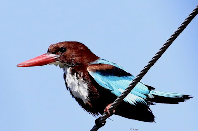 "White-throated Kingfisher - resident perched on a wire cable."