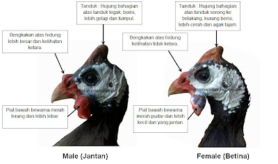 Anizam agrofarm: Jom Belek Jantina Ayam Mutiara