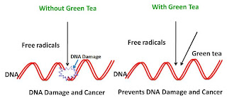 green tea and cancer