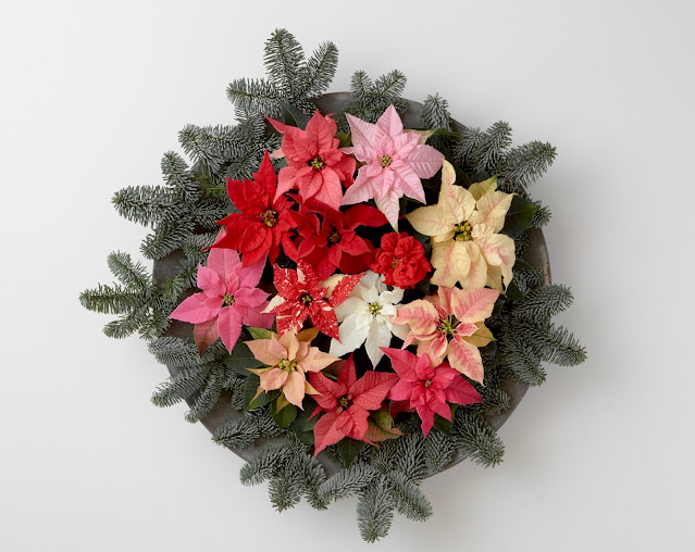 An array of poinsettia colours in a display wreath - Photo credit: Stars for Europe