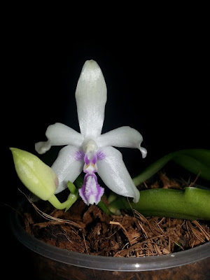 Grow and care Phalaenopsis fimbriata orchid - The Fimbriate Phalenopsis