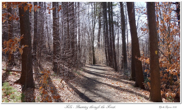 Fells: Beaming through the Forest