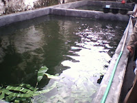 Budidaya Lele tidak harus dibudidayakan pada kolam yang luas Media Untuk Pembesaran Ikan Lele