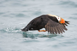 Funny Atlantic Puffin