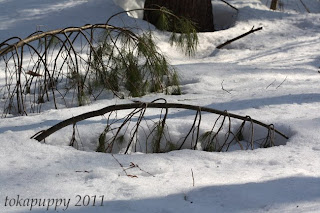 Moose Hill Tree Down 3-2-11