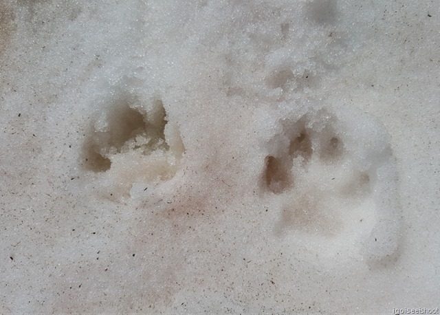 Paw prints of a dog on snow . Hike the Matterhorn Glacier Trail from Trockener Steg to Schwarzsee