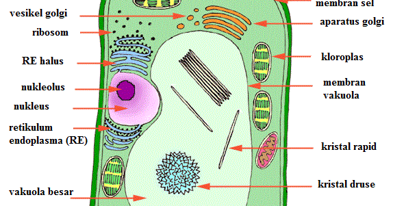 Gambar Sel  Hewan  dan tumbuhan serta fungsinya Everything 