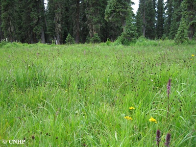 Carex limosa