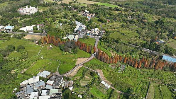 新竹橫山韓屋落羽松田趣基地500公尺落羽松，隱藏穿山甲巨獸