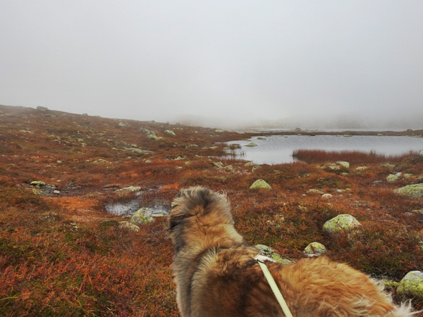sørbølfjellet