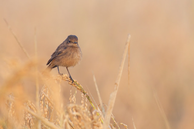 Brown rock chat or Indian chat (शमा) - Oenanthe fusca Sanjivini Nagar, Jabalpur, M.P. October 2022