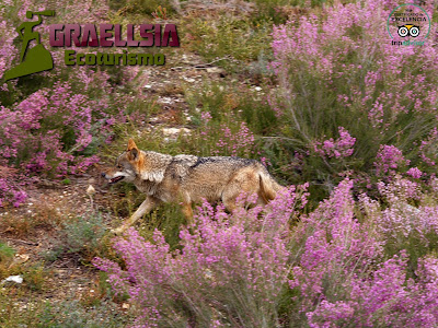 Observación del Lobo Ibérico en la Sierra de La Culebra