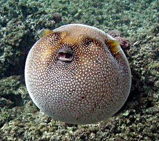 puffer fish