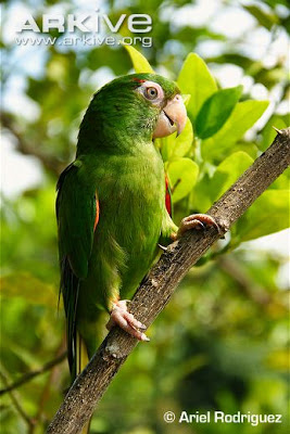 Aratinga cubana: Psittacara euops