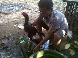  Minimal usia ayam bangkok mulai dilatih sampai siap diadu