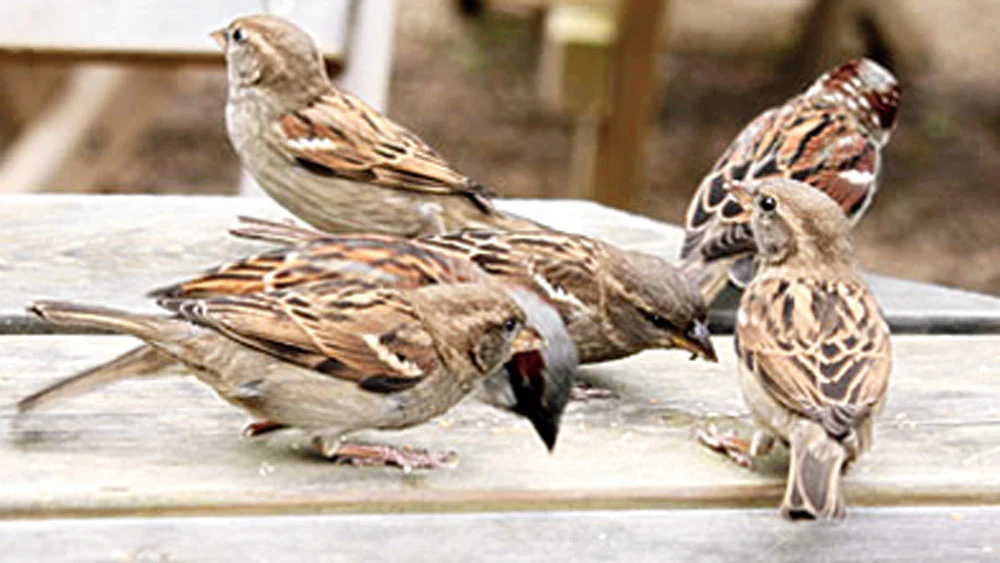 Beautiful Pictures of Sparrows - Babui, Woodpecker, Sparrow, Tuntuni, Bulbul, Beautiful Bird Pictures - birds - NeotericIT.com