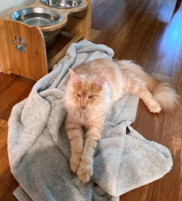 Maine Coon spills all the water out of the dog's bowl for fun. Why?