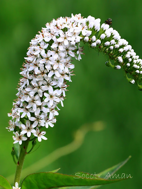 Lysimachia clethroides