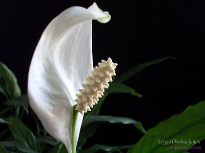 Lírio da Paz - Spathiphyllum wallisii