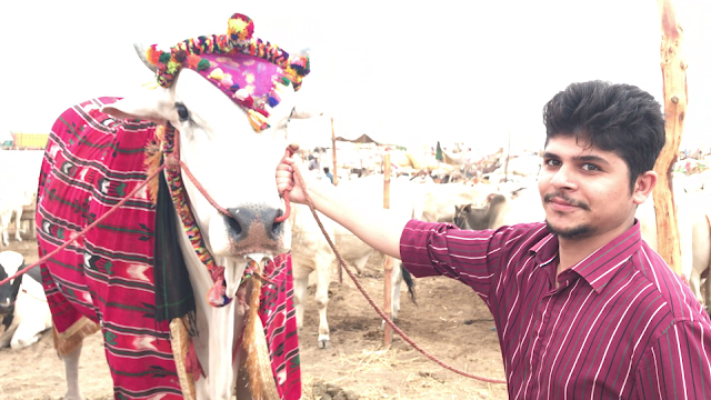 Cow Mandi Memories: Huge Sibi Bulls | Mela Winner Sibi Bull | 25 Lac Demand Video # 4 Full HD