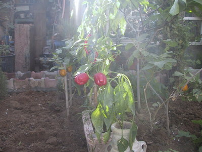 my organic  bell peppers