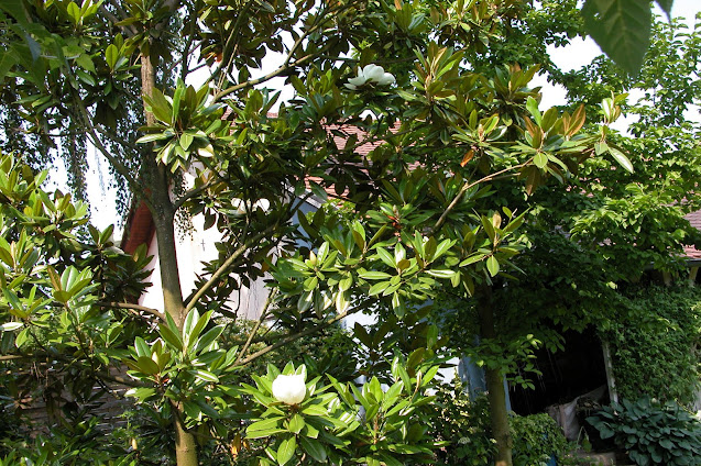 Magnolia à grande fleurs, arbre persistant, petit arbre, arbres de jardin, arbre parfumé
