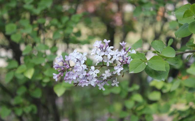 Lilac Flowers Pictures