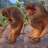 Esse vídeo viralizou, bebê macaco é salvo por sua mãe de asfixia usando um brilhante método. Veja!