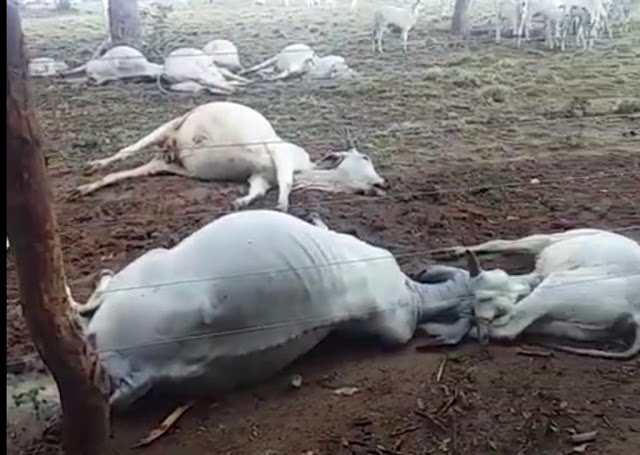 Raio mata 14 bovinos na zona rural de Baianópolis