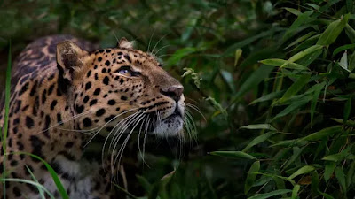 Leopardos de Amur em risco de extinção, com apenas 70 leopardos de Amur restantes na natureza. (Crédito da imagem: Billy Currie Photography