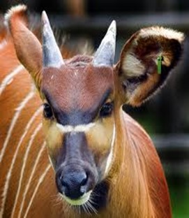 Amazing Pictures of Animals, photo, Nature, exotic, funny, incredibel, Zoo, Western or Lowland bongo, Tragelaphus eurycerus eurycerus, Mammals, Alex (9)