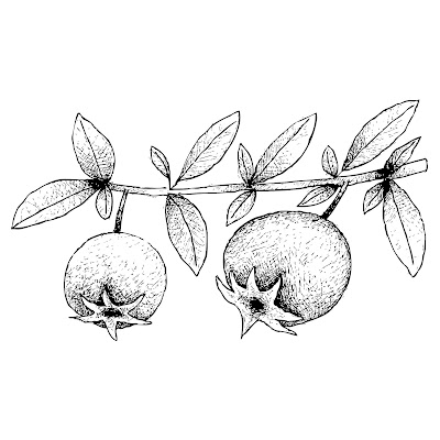 A Pencil Sketch and Free Cartoon Images of Guava