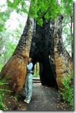hug the tree