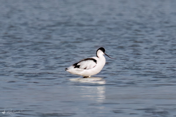 Avocet