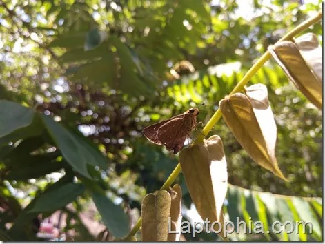 Hasil Foto Kamera Infinix Zero 3 X552