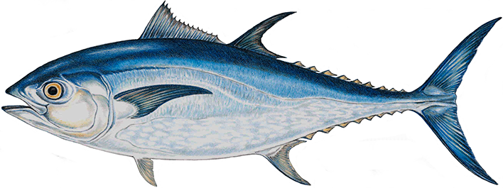 Deskripsi dan Klasifikasi Ikan  Tuna Sirip Biru Atlantik 