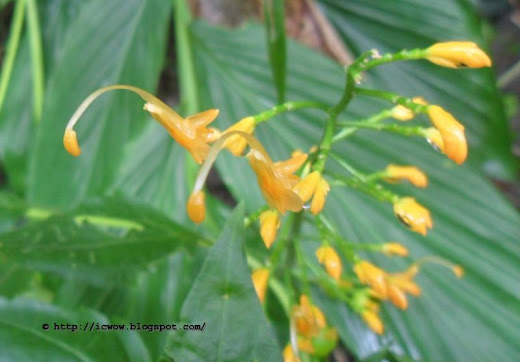 Dancing Girl Ginger, Globba schomburgkii