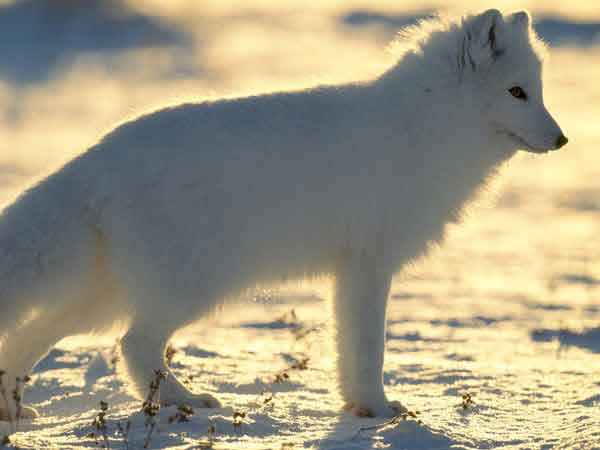 The Arctic Fox Alopex Lagopus lives throughout the tundra, usually in burrows on hillsides or cliff faces. It feeds on any small mammals and birds it can