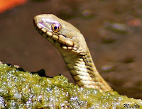  Culebra viperina o culebra de agua (Natrix maura)