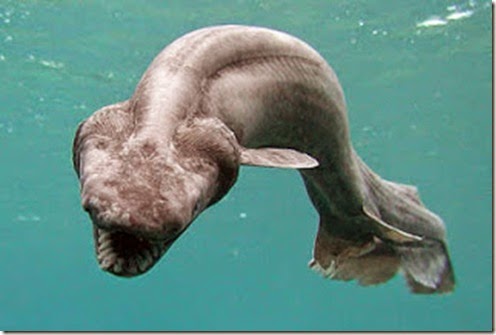 frillshark-big-1